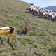 Illustration for article titled Boston Dynamics' Robodog Roams New Zealand Countryside with a New Purpose: Sheep Herding